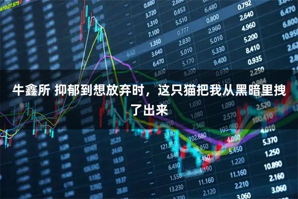 牛鑫所 抑郁到想放弃时，这只猫把我从黑暗里拽了出来